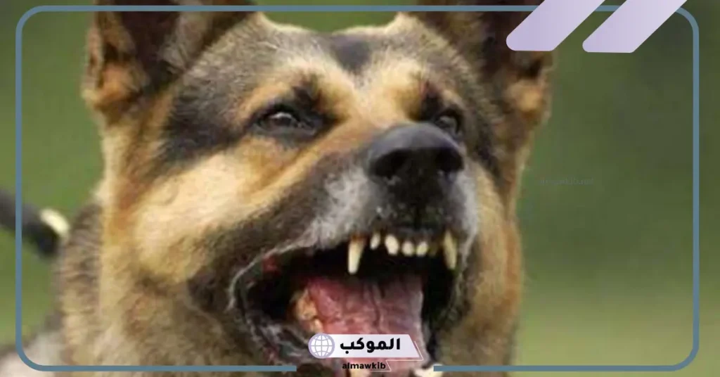 تفسير حلم مطاردة الكلاب والهروب منها