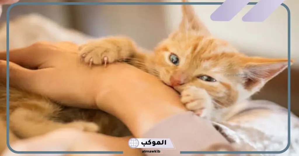 تفسير حلم قطة تهاجمني وتعضني للمطلقة