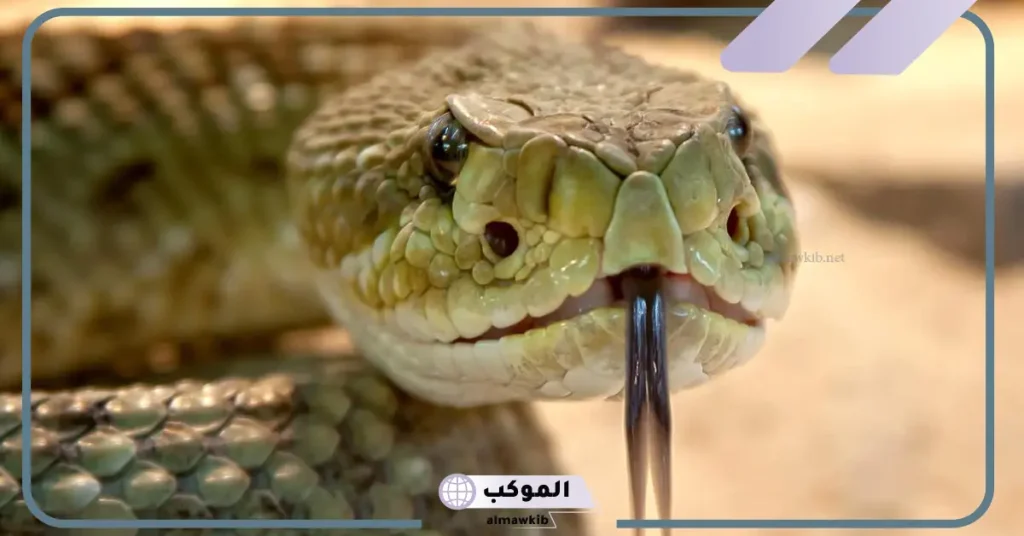 رؤية الثعبان الأسود في المنام وقتلة للمتزوجة