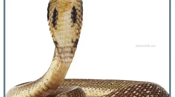 قتل الثعبان لابن سيرين