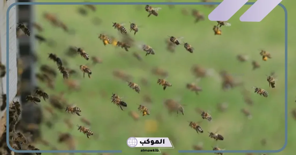 تفسير حلم الحشرات الصغيرة وقتلها