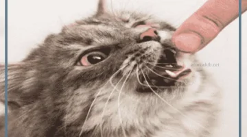 قطة تعضني في الحلم