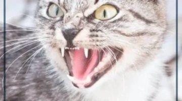 قطة تهاجمني