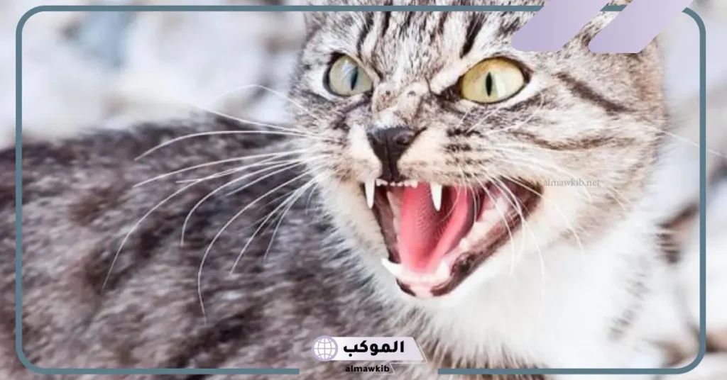 تفسير حلم قطة تهاجمني للمرأة