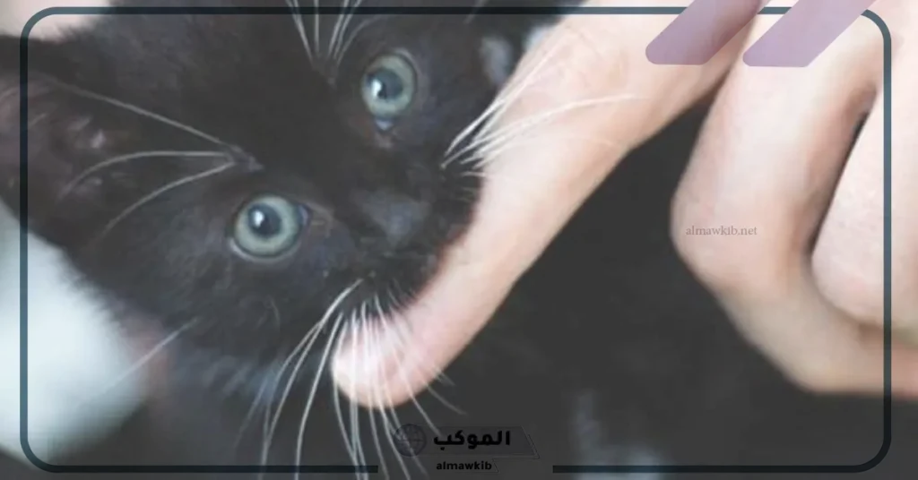 الدلالات النفسية لحلم القطة التي تعض