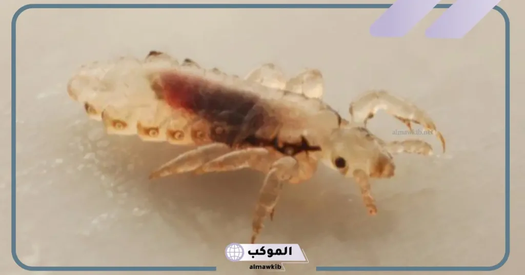 تفسير حلم القمل في الشعر للبنت الصغيرة