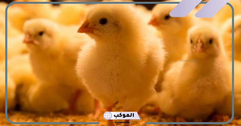 تفسير حلم الكتاكيت للمتزوجة