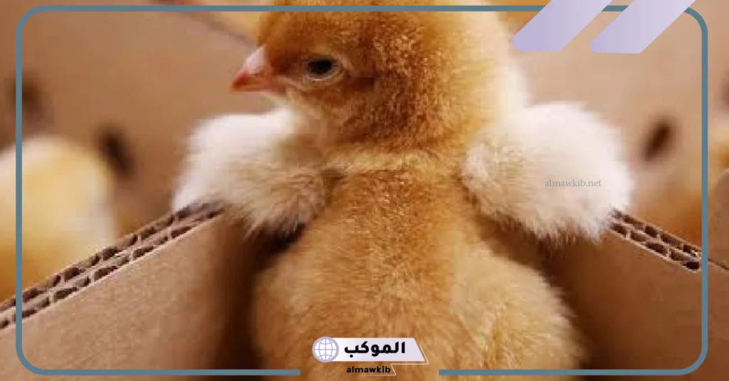 تفسير حلم الكتكوت للحامل ونوع الجنين