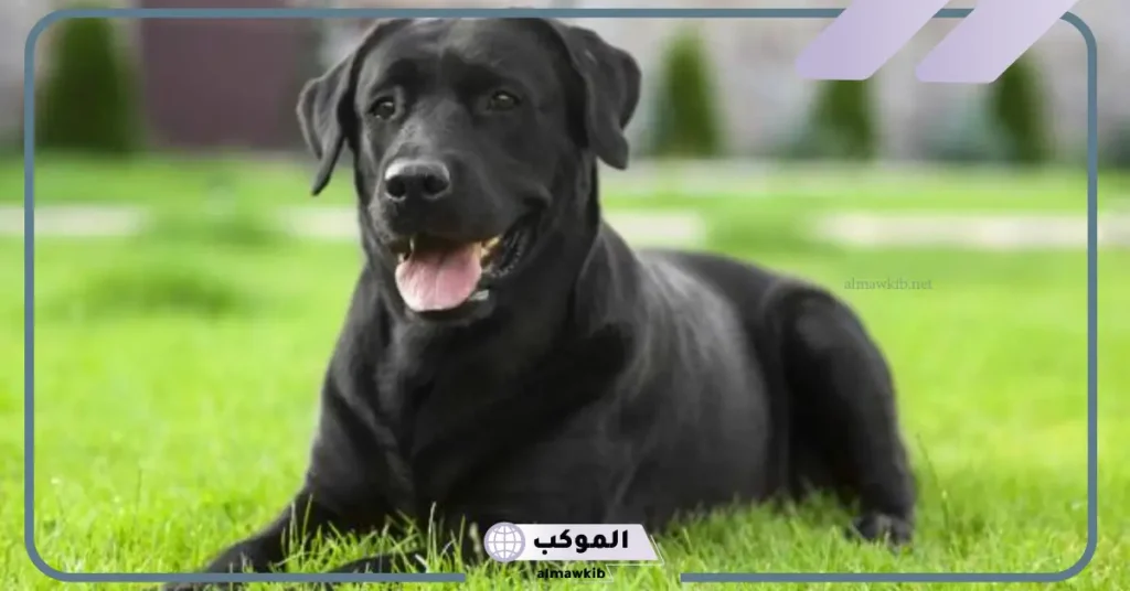 تفسير حلم كلب أسود يعضني