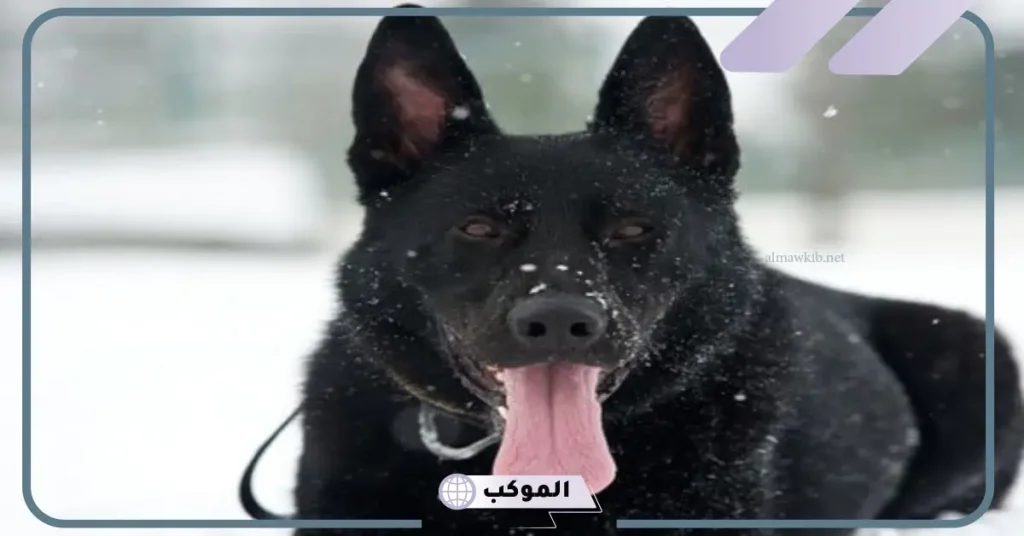 تفسير حلم الكلاب السوداء للرجل المتزوج