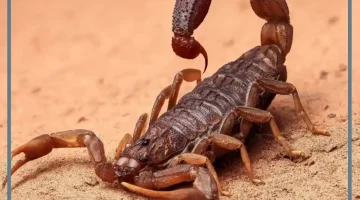 لدغ العقرب في المنام