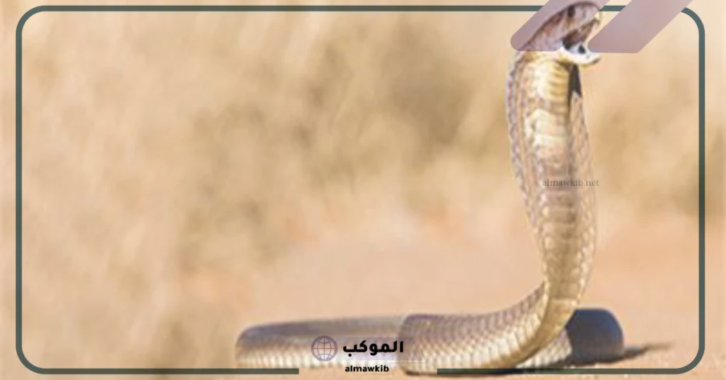 تفسير حلم لدغة الثعبان في القدم للعزباء في المنام 5 تفسير حلم لدغة الثعبان في القدم اليسرى للمتزوجة