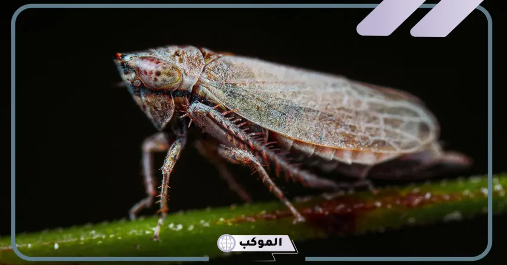 تفسير حلم الحشرات الصغيرة 