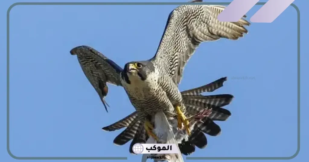 رؤية الصقر في المنام للعزباء