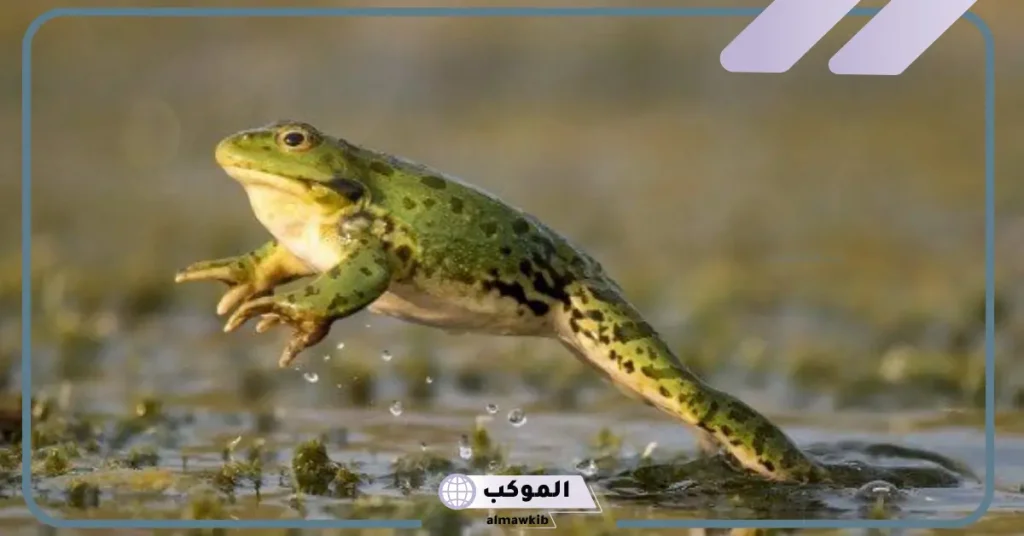 تفسير الخوف من الضفدع في المنام للمتزوجة