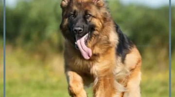 مطاردة الكلب في المنام