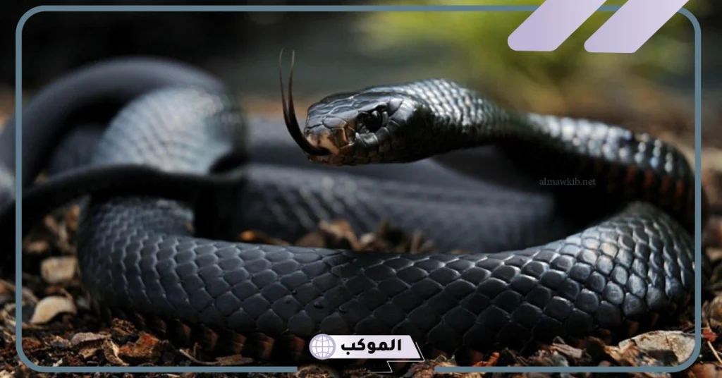 رؤية الثعبان في المنام للعزباء