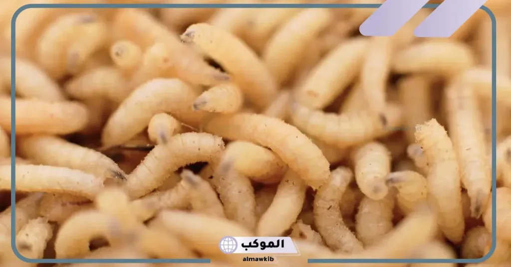 تفسير حلم الدود يمشي على الجسم في المنام لابن سيرين 6 تفسير حلم الدود الأبيض على الجسم