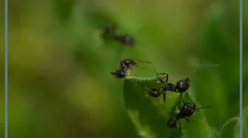 معنى النمل الاسود في المنام