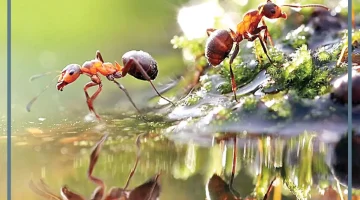 معنى النمل في المنام