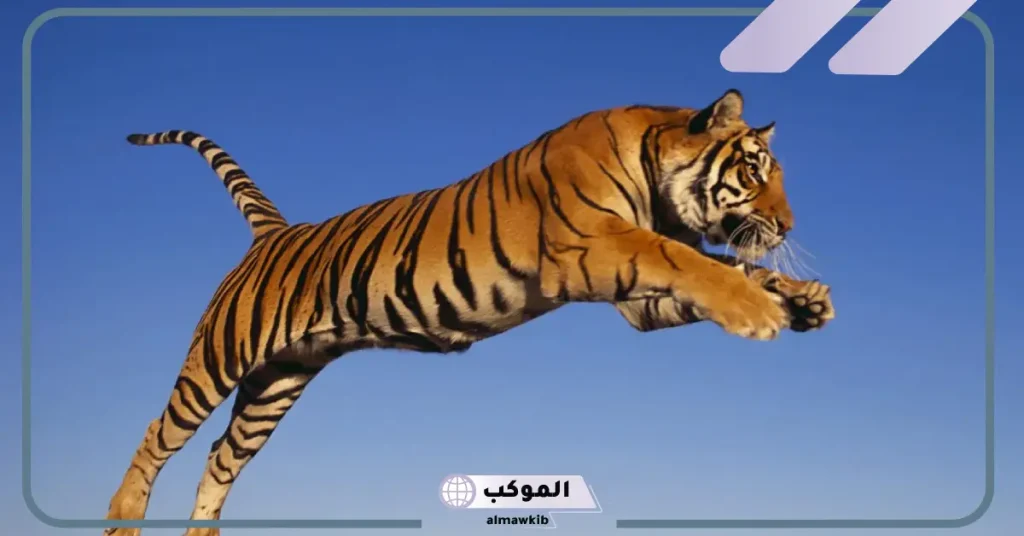 هل رؤية النمر في المنام بشارة خير لابن سيرين؟ تفسير حلم النمر 6 تفسير حلم النمر في البيت