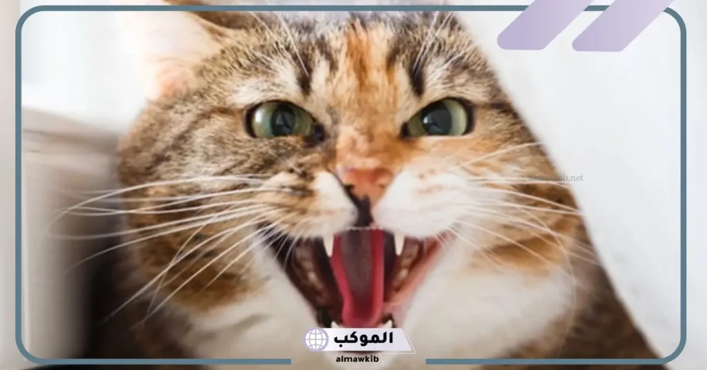 تفسير حلم عضة القطة في اليد اليسرى للمتزوجة