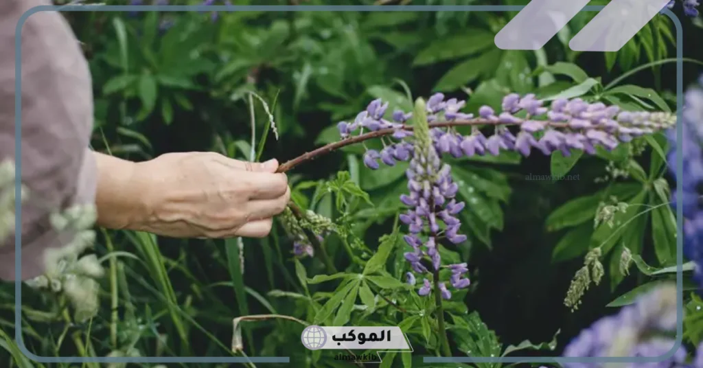 أضرار عشبة المدينة 