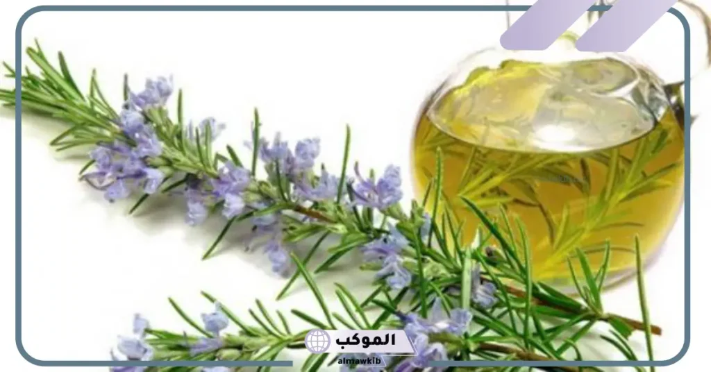 تجربتي مع زيت إكليل الجبل للشعر وأبرز فوائده 6 هل زيت إكليل الجبل يكثف الشعر؟