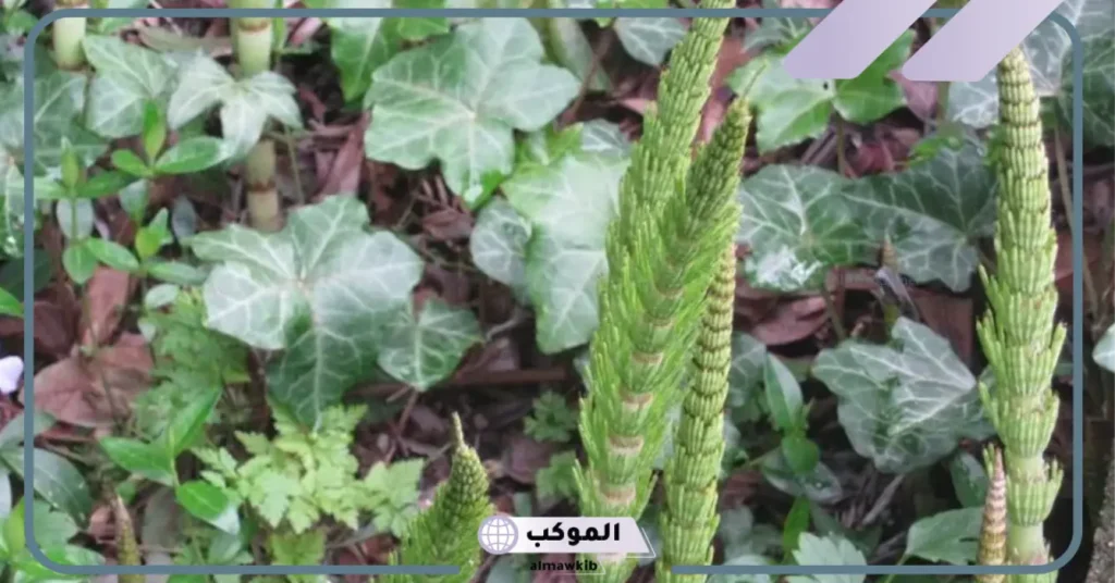طريقة استخدام عشبة ذيل الحصان