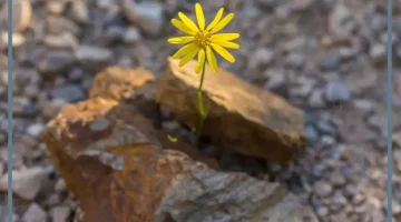 الامل والتفاؤل