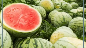 البطيخ وعلاقته بالحلم