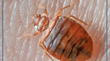 البق في المنام