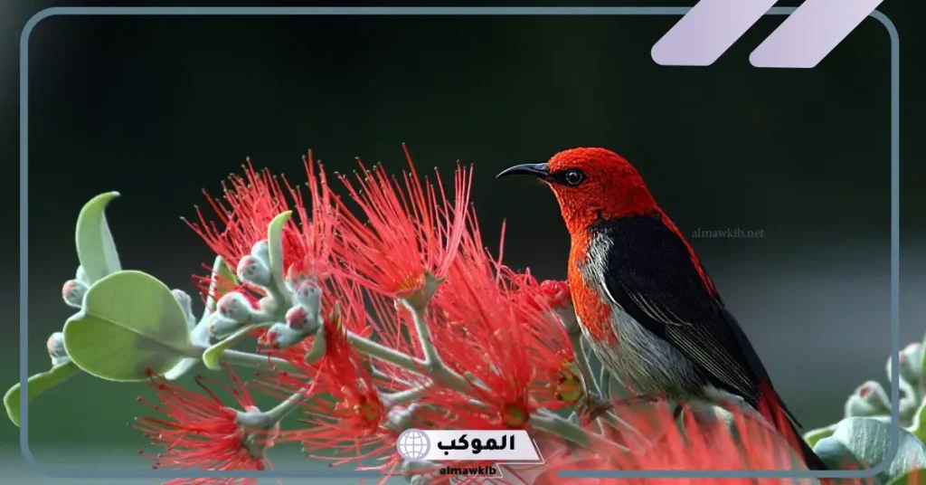 تفسير حلم البلبل للامام الصادق