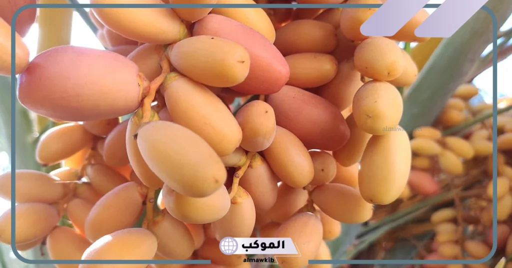 إعطاء البلح في المنام   