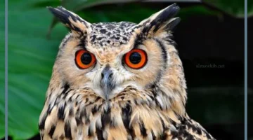 البومة البنية في منام الرجل