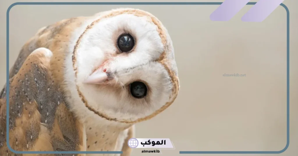 رؤية البومة في المنام للمتزوجة