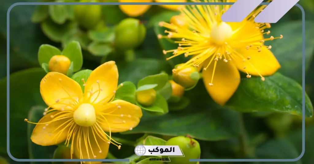 تجربتي مع عشبة القديسين لعلاج نوبات الهلع 5 طريقة استعمال عشبة القديسين