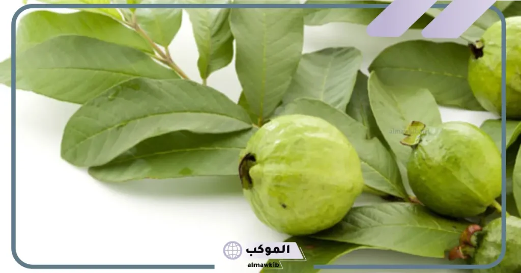 الجوافة في المنام للرجل المتزوج