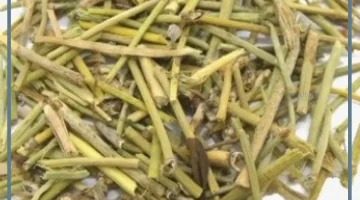 الحزا لتكيس المبايض