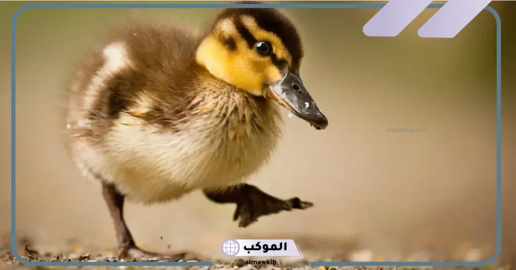 رؤية البط الصغير في المنام للرجل