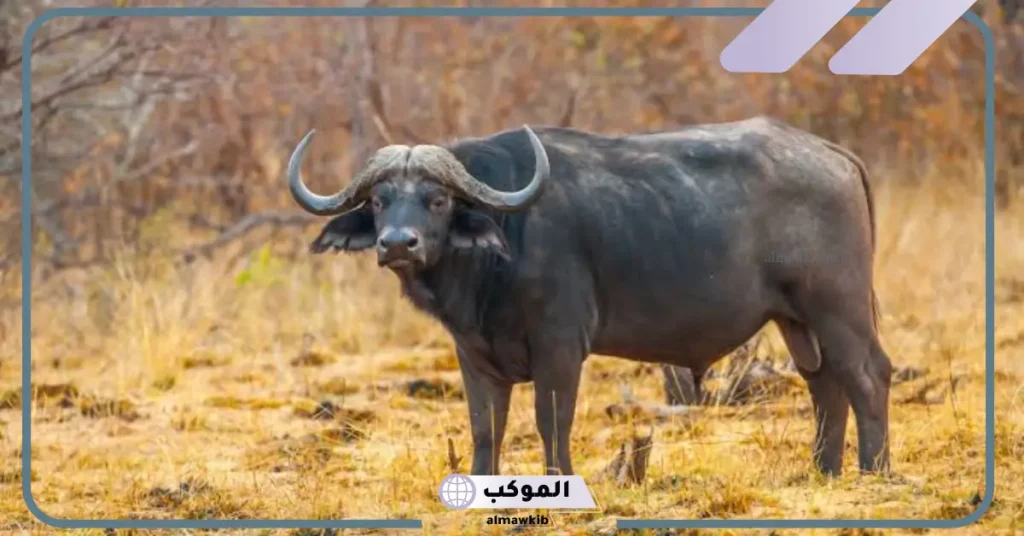 تفسير حلم رؤية الجاموس في المنام للمتزوجة في البيت لابن سيرين 6 تفسير حلم الجاموس في البيت