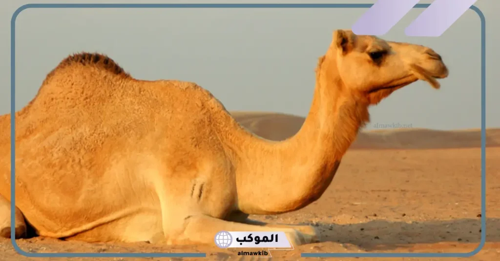 تفسير حلم الجمل في المنزل لابن سيرين للعزباء والمتزوجة 6 رؤية الجمل في المنام للعزباء