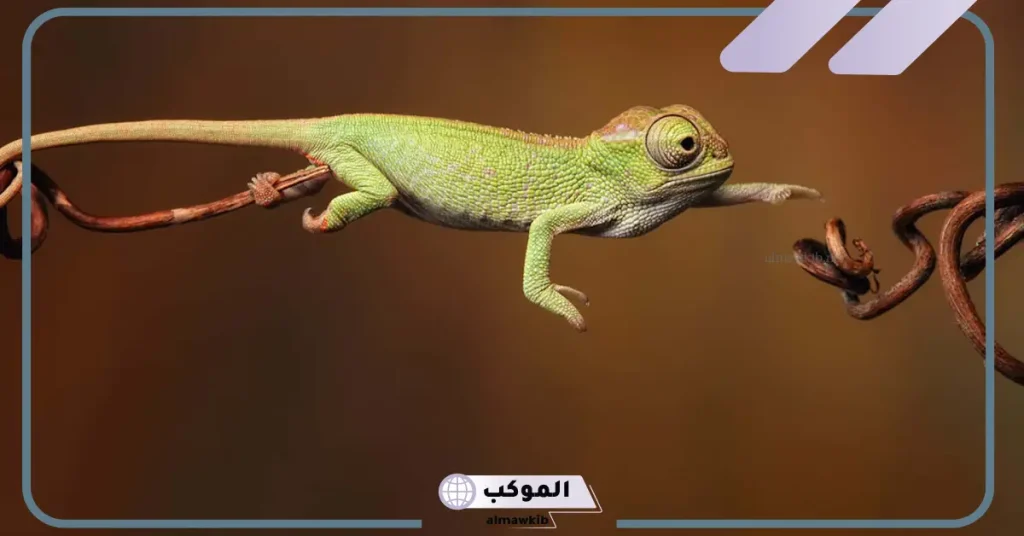 تفسير حلم رؤيه الحرباء في المنام للعزباء والمتزوجة لابن سيرين 6 رؤية الحرباء في المنام للعزباء