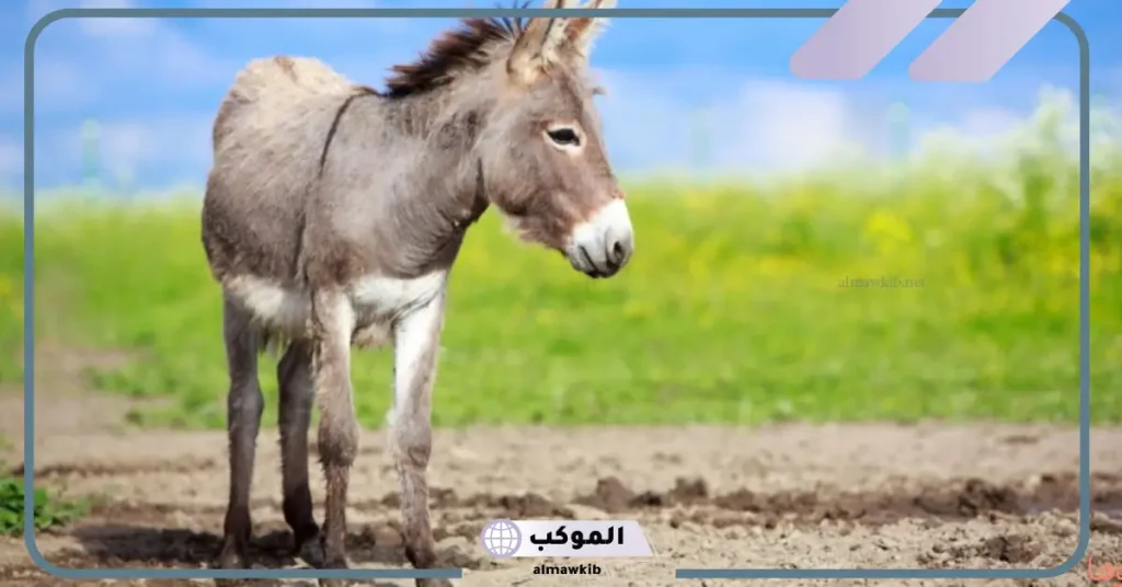 رؤية الحمار في المنام للعزباء