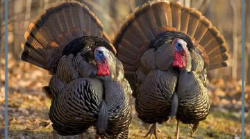 الحلم بالديك الرومي