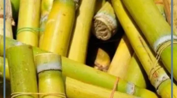 الحلم بالقصب