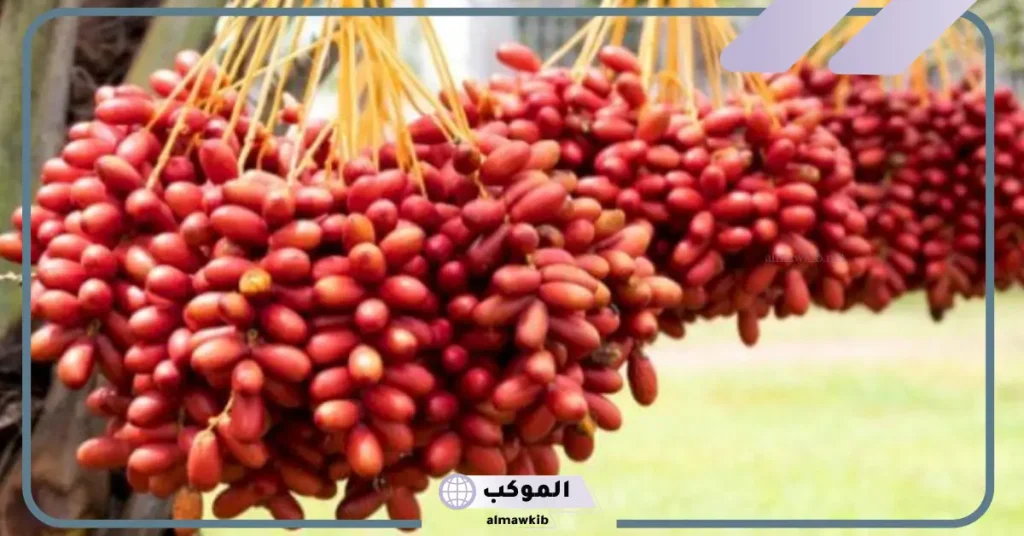 تفسير حلم النخل والبلح الأحمر