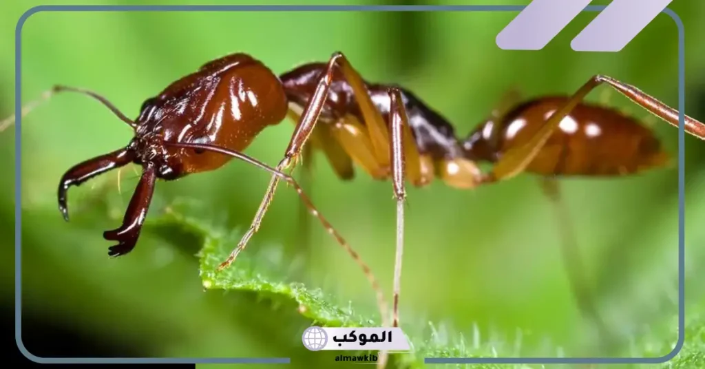 تفسير حلم نمل يمشي على جسمي في المنام للعزباء لابن سيرين 6 تفسير حلم النمل على الجسم للرجال