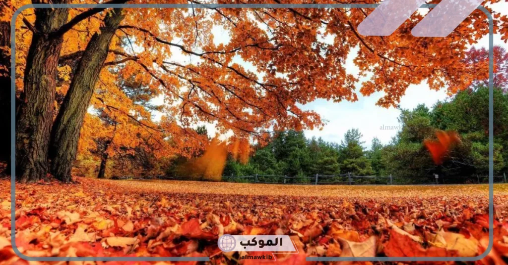 عبارات عن الخريف والأوراق المتساقطة.. أقوال رائعة عن الخريف 5 عبارات عن الخريف تويتر