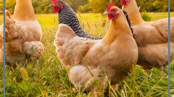 الدجاج في الحلم